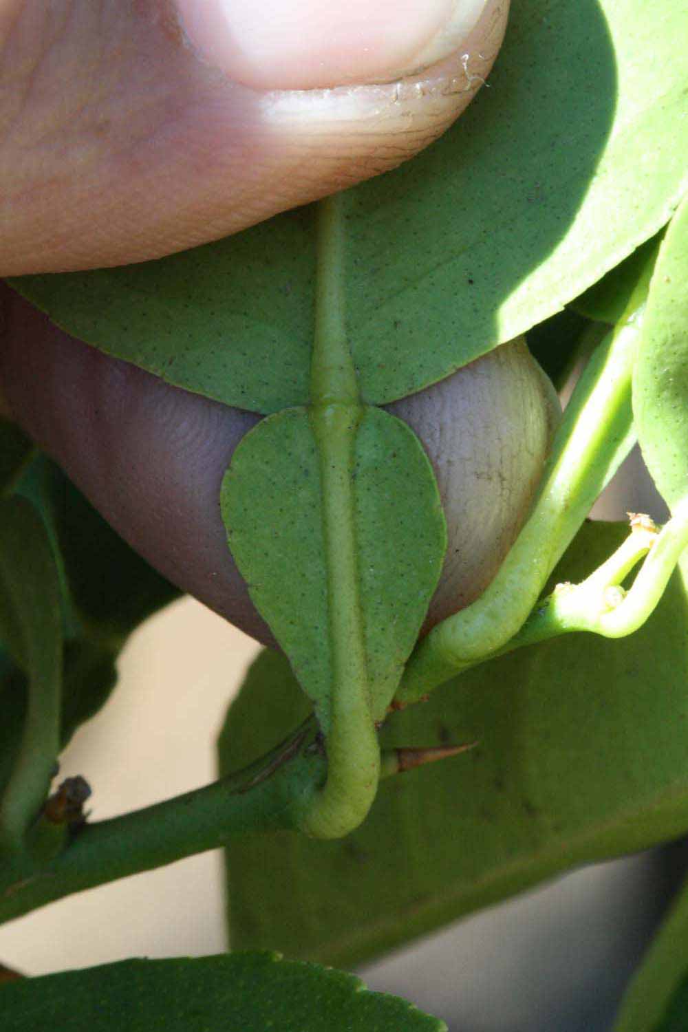              Petiole (Riverside, CA)       